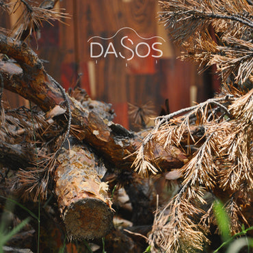 21 de Marzo | Día Internacional de los Bosques