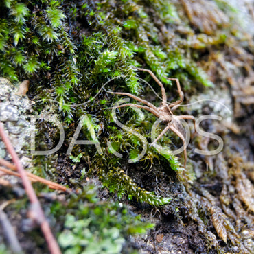 Día Mundial de la Vida Silvestre
