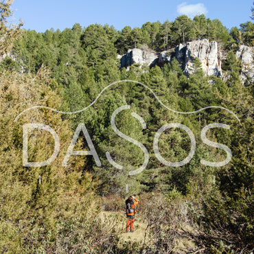 21 de Marzo: Día Mundial de los Bosques