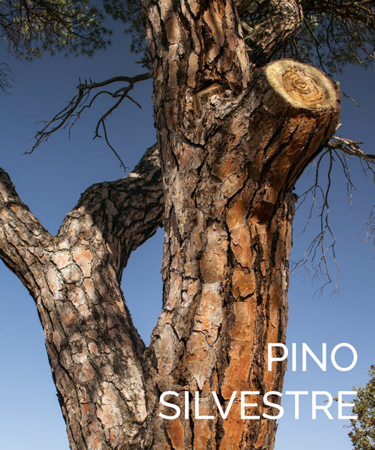 Cabecero de madera | Malnova